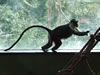 Paignton Zoo : Monkey House 0007